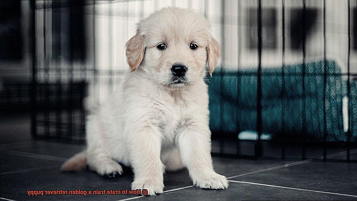 How to crate train a golden retriever puppy-2