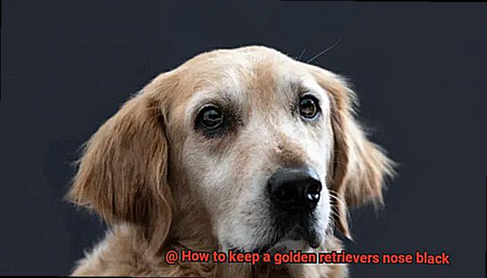 How to keep a golden retrievers nose black-2