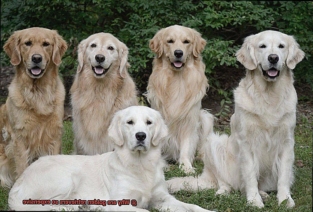 Why are golden retrievers so expensive-3