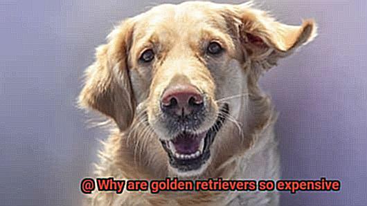 Why are golden retrievers so expensive-2
