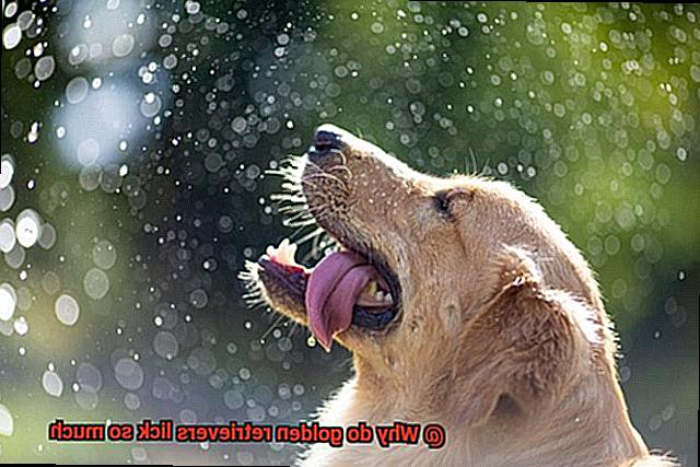 Why do golden retrievers lick so much-3