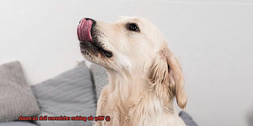 Why do golden retrievers lick so much-2