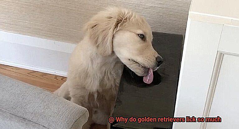 Why do golden retrievers lick so much-6