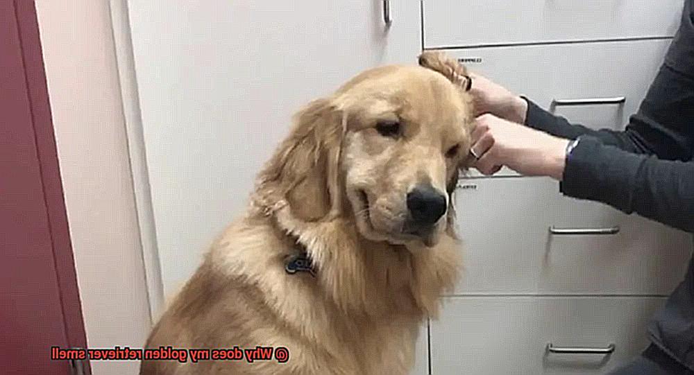 Why does my golden retriever smell-7