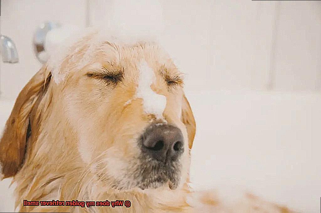 Why does my golden retriever smell-3