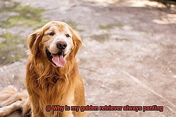 Why is my golden retriever always panting-2