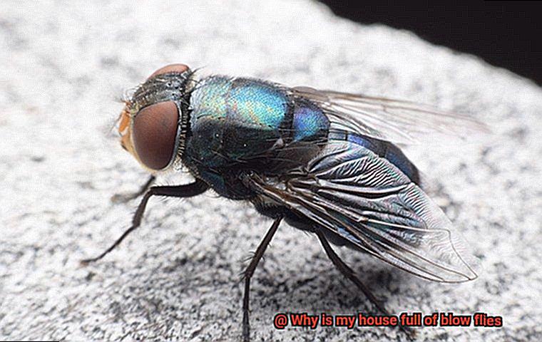 Why is my house full of blow flies-2
