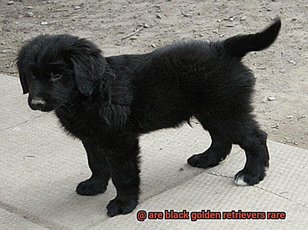 are black golden retrievers rare-3