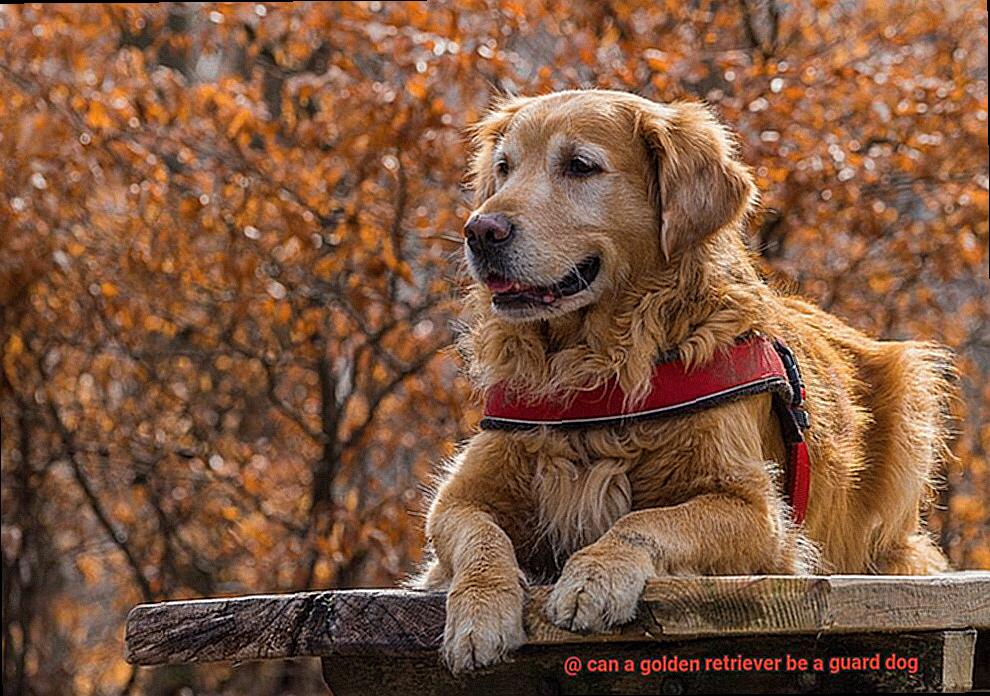 can a golden retriever be a guard dog-2