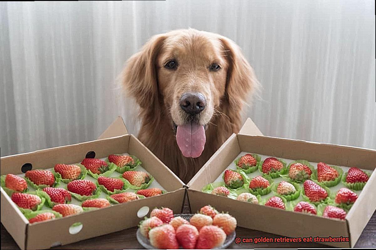 can golden retrievers eat strawberries-3