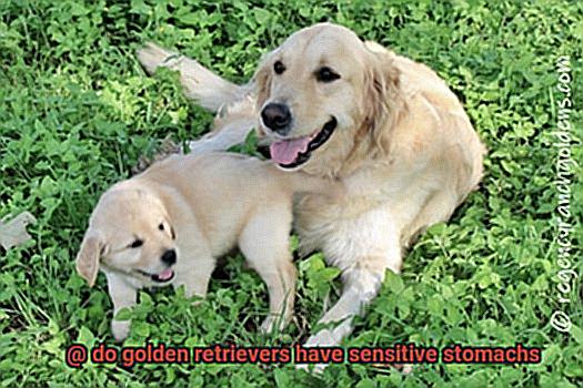 do golden retrievers have sensitive stomachs-3
