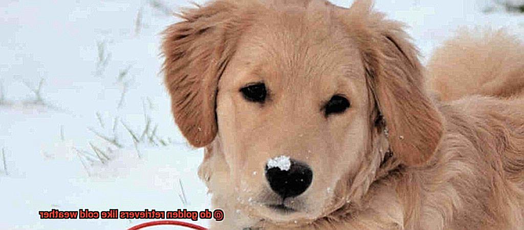 do golden retrievers like cold weather-2
