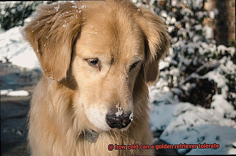 how cold can a golden retriever tolerate-2