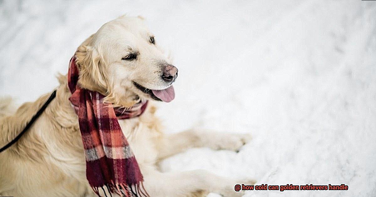 how cold can golden retrievers handle-5