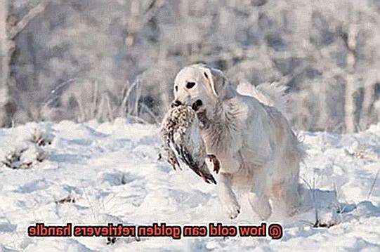 how cold can golden retrievers handle-3