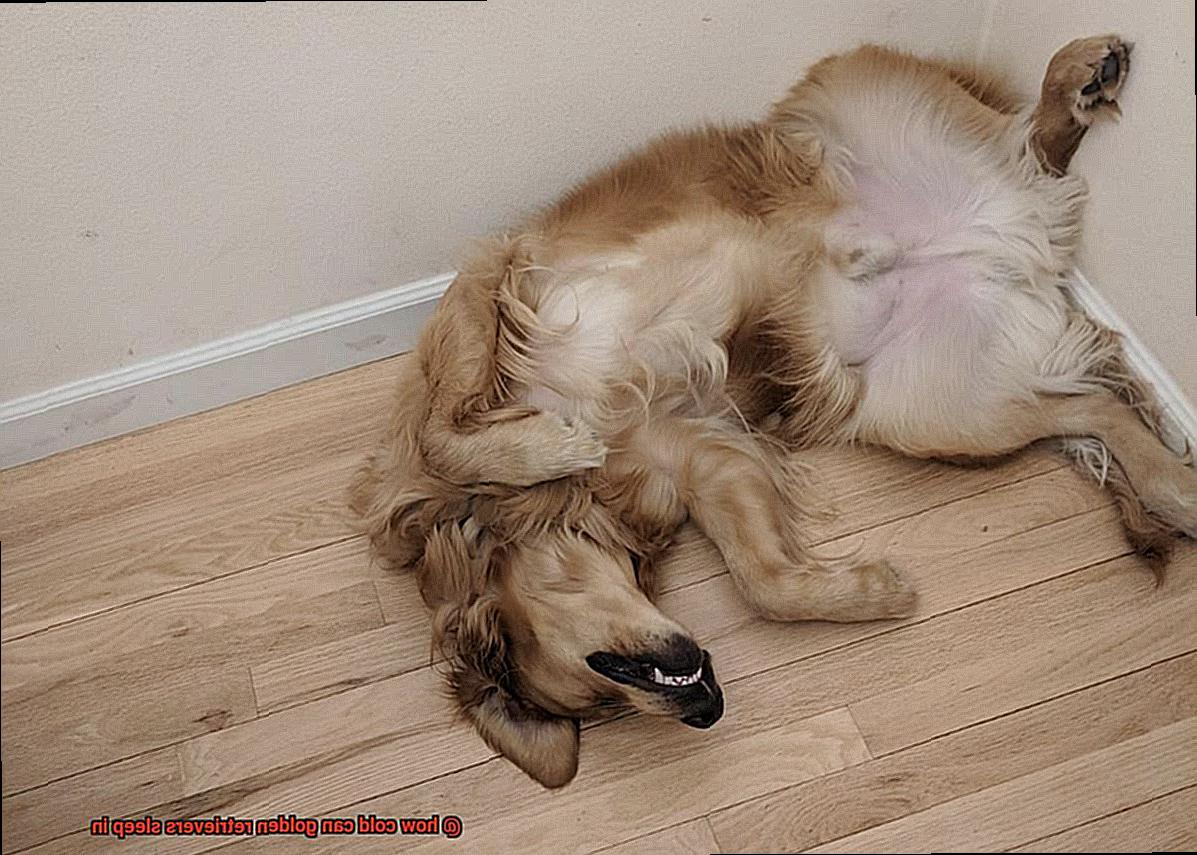 how cold can golden retrievers sleep in-3