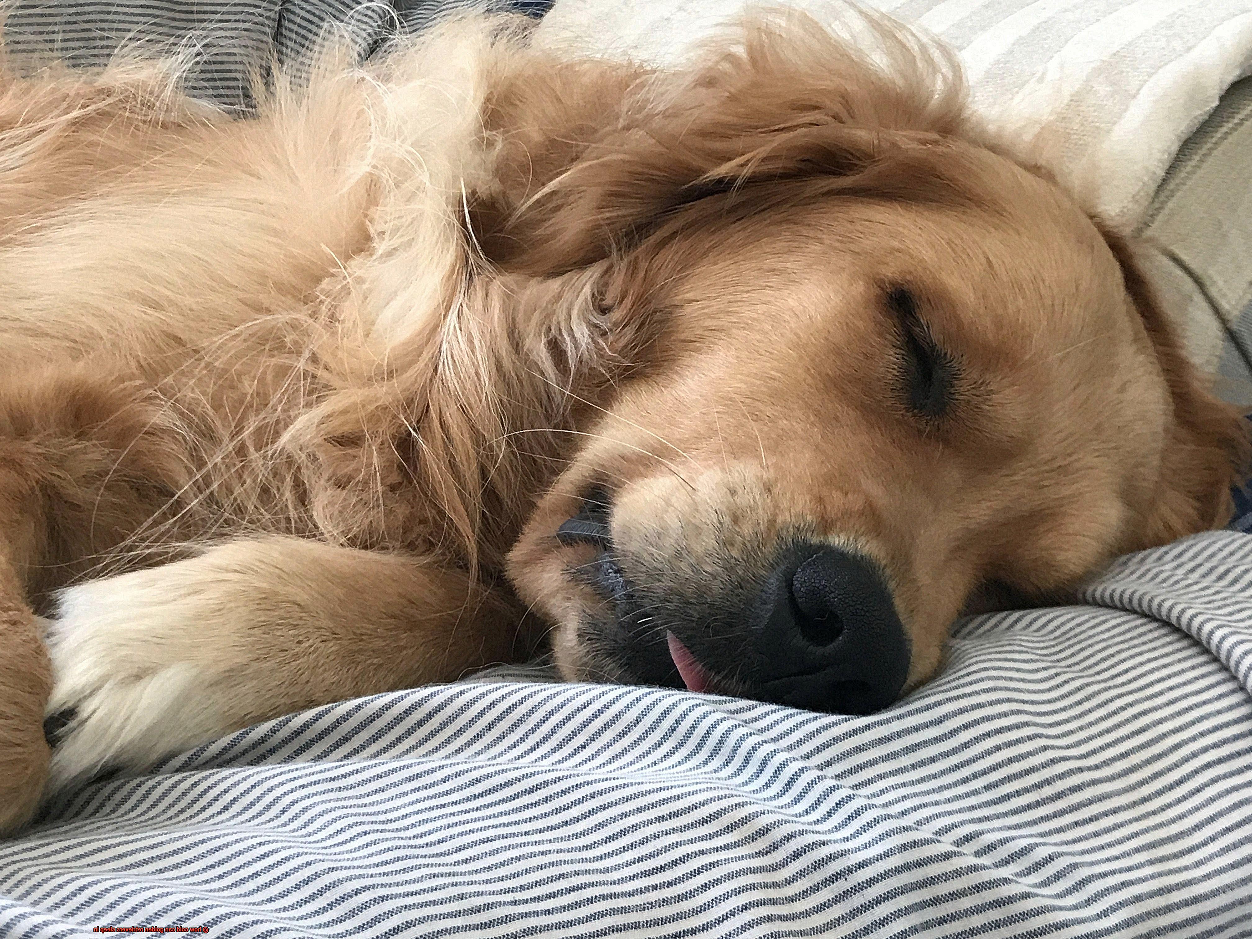 how cold can golden retrievers sleep in-4