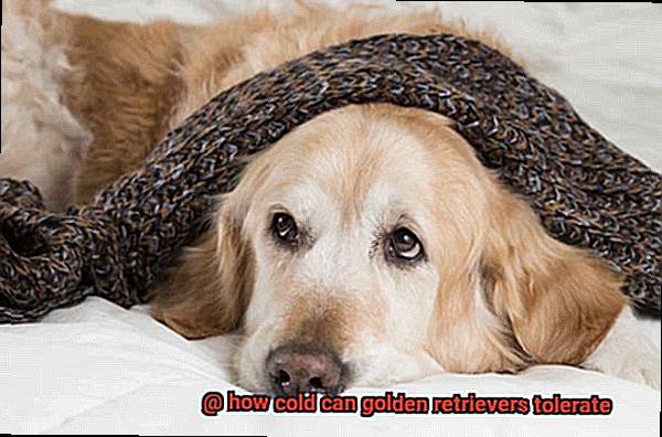 how cold can golden retrievers tolerate-3