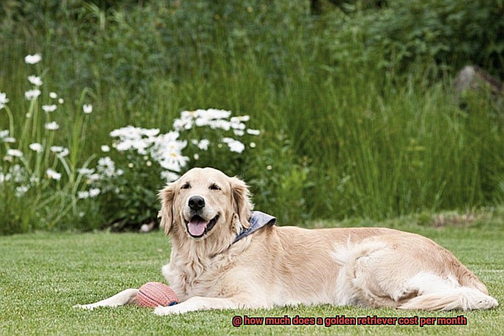 how much does a golden retriever cost per month-2