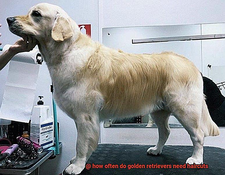 how often do golden retrievers need haircuts-2