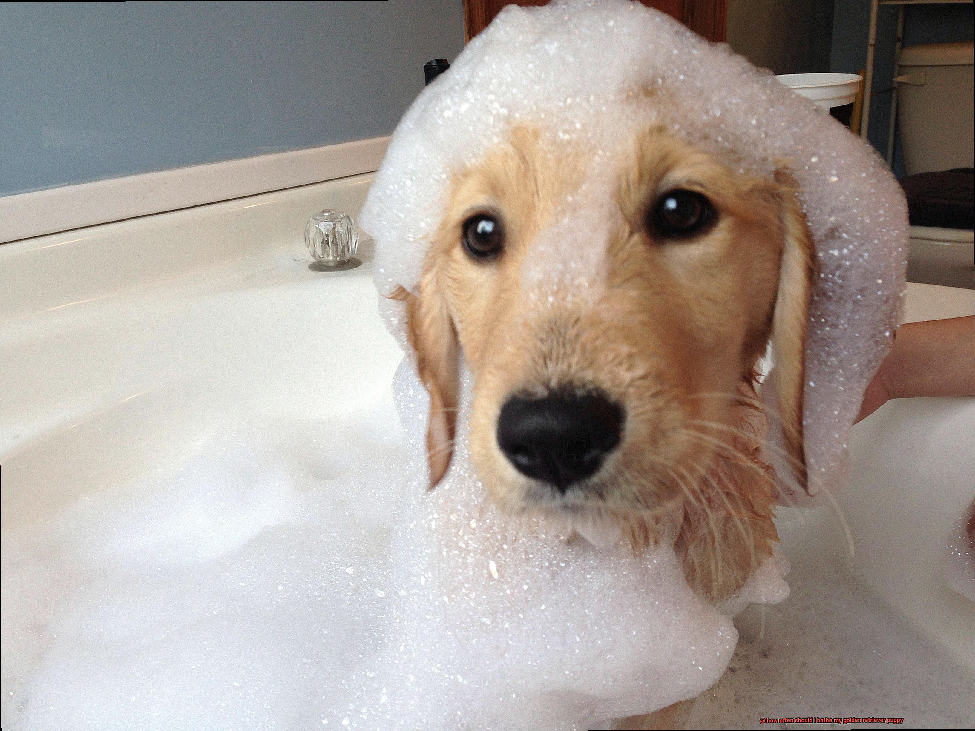 how often should i bathe my golden retriever puppy-2