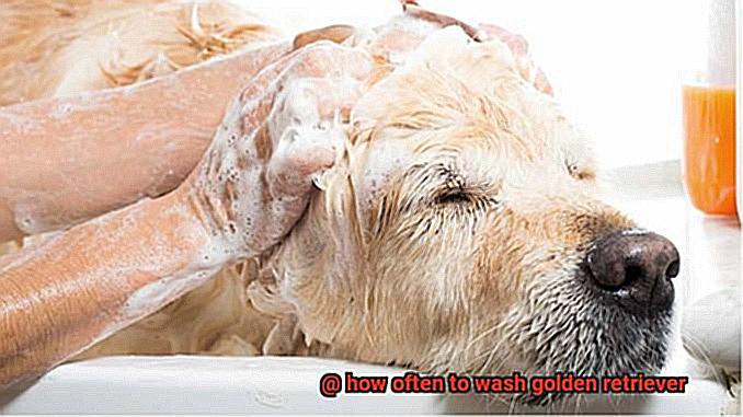 how often to wash golden retriever-4