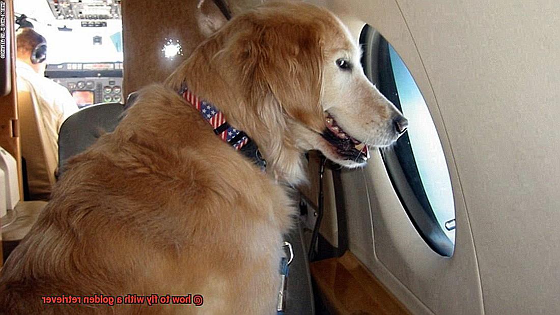 how to fly with a golden retriever-3