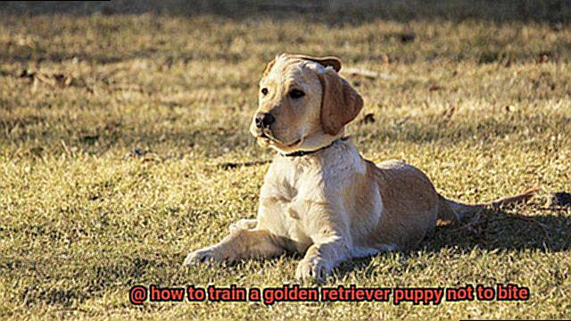 how to train a golden retriever puppy not to bite-4