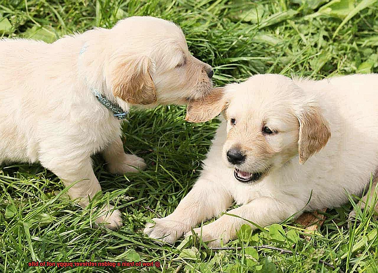 how to train a golden retriever puppy not to bite-3