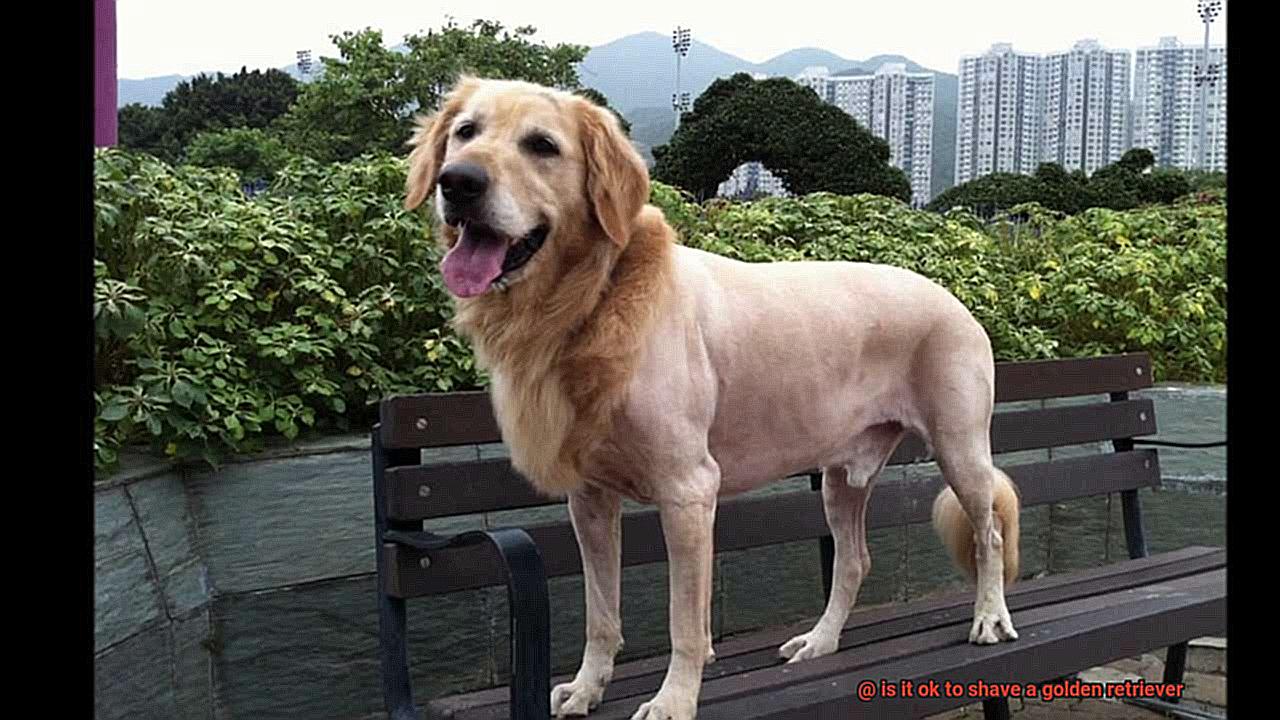 is it ok to shave a golden retriever-2