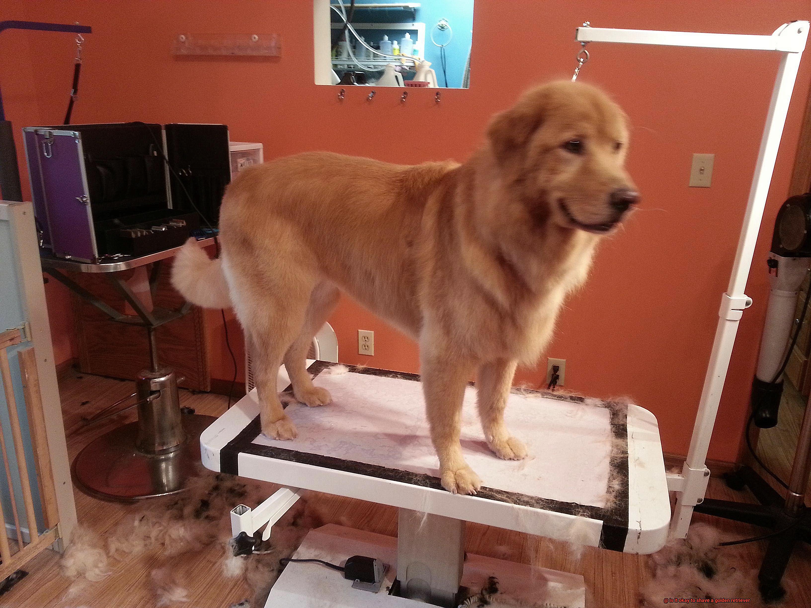 is it okay to shave a golden retriever-3