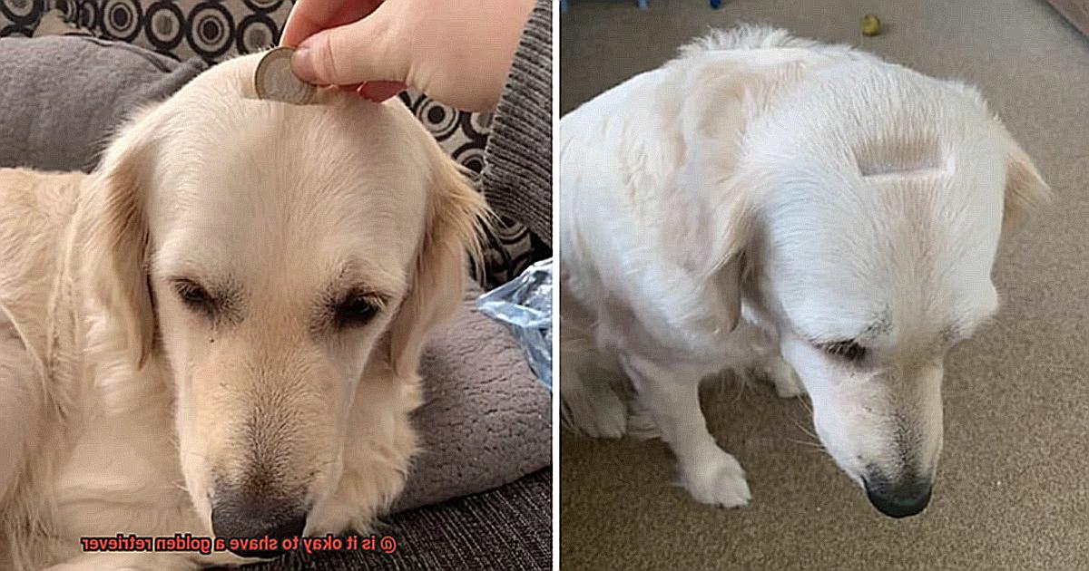 is it okay to shave a golden retriever-2