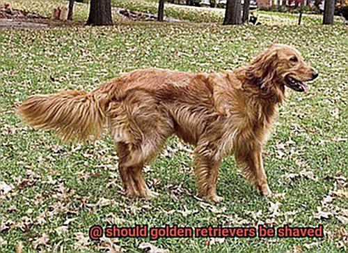 should golden retrievers be shaved-3