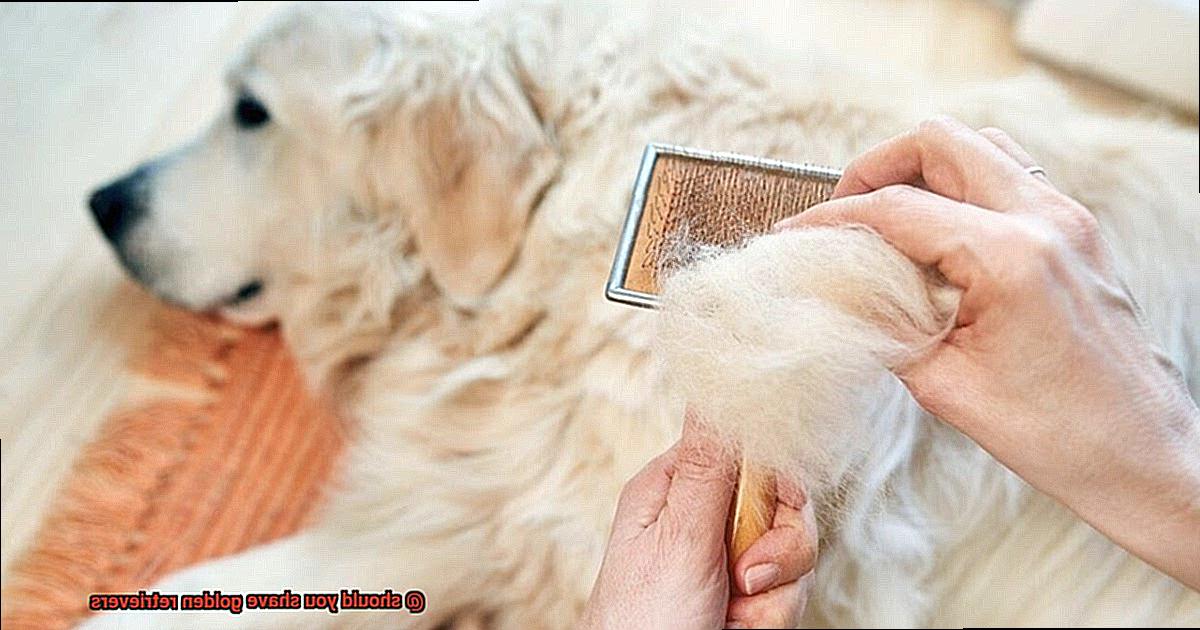 should you shave golden retrievers-5