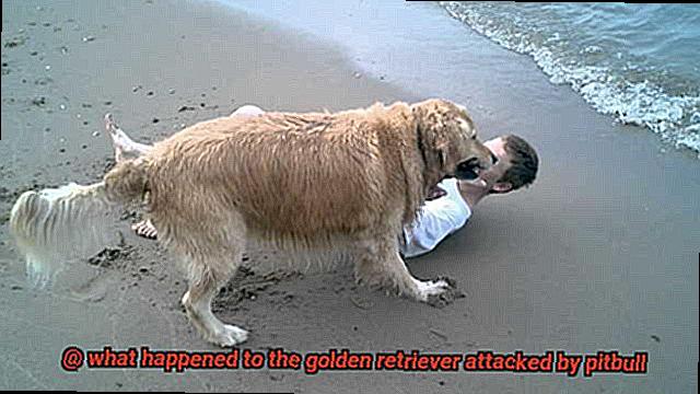 what happened to the golden retriever attacked by pitbull-3