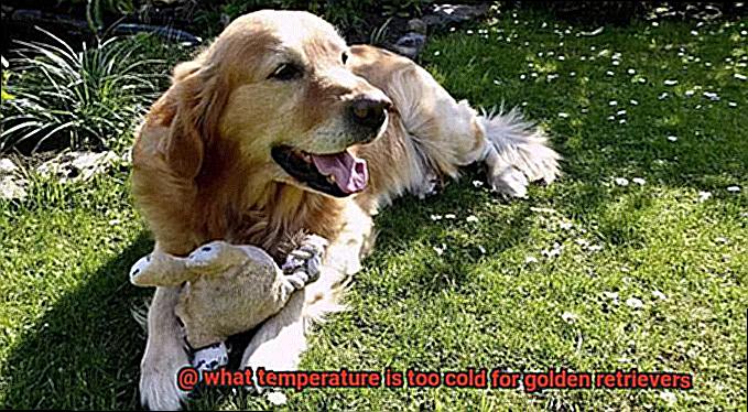 what temperature is too cold for golden retrievers-5