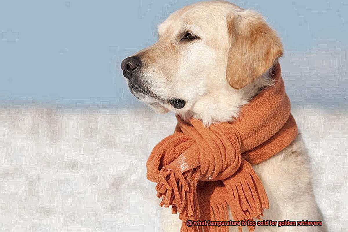 what temperature is too cold for golden retrievers-2