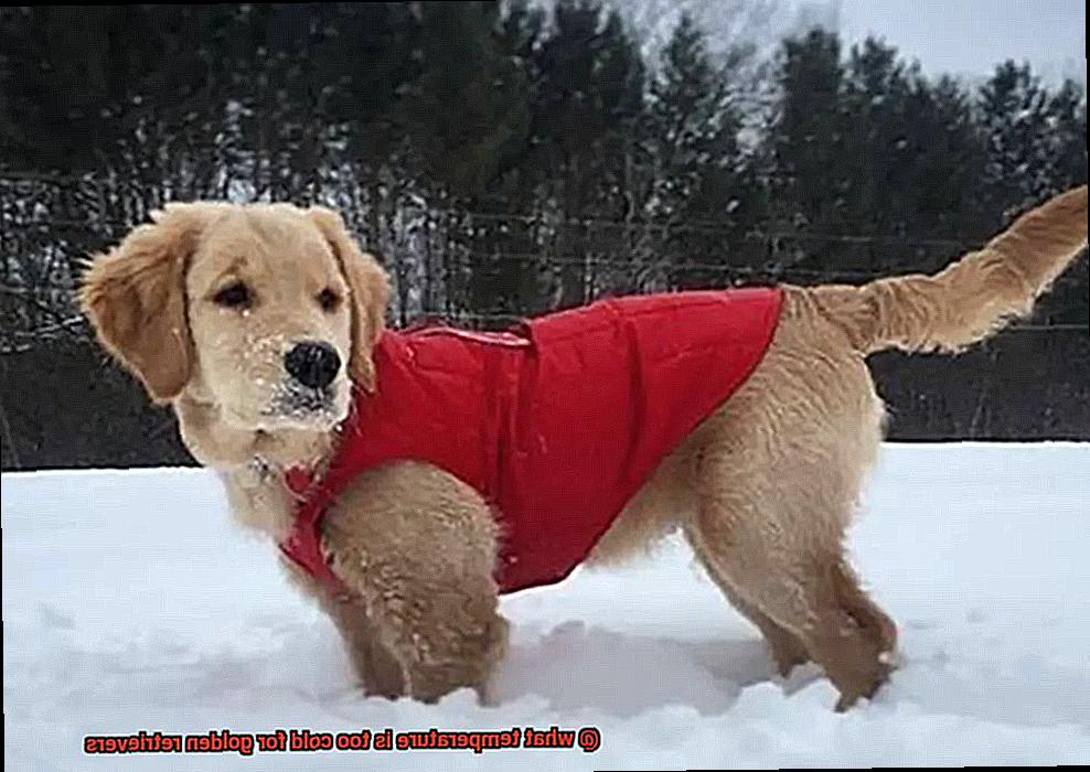 what temperature is too cold for golden retrievers-4