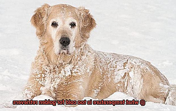 what temperature is too cold for golden retrievers-3
