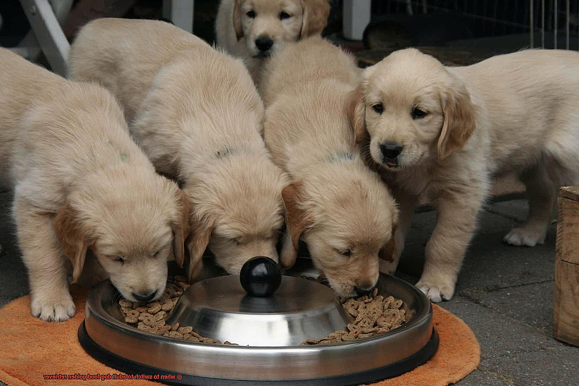 when to switch to adult dog food golden retriever-3