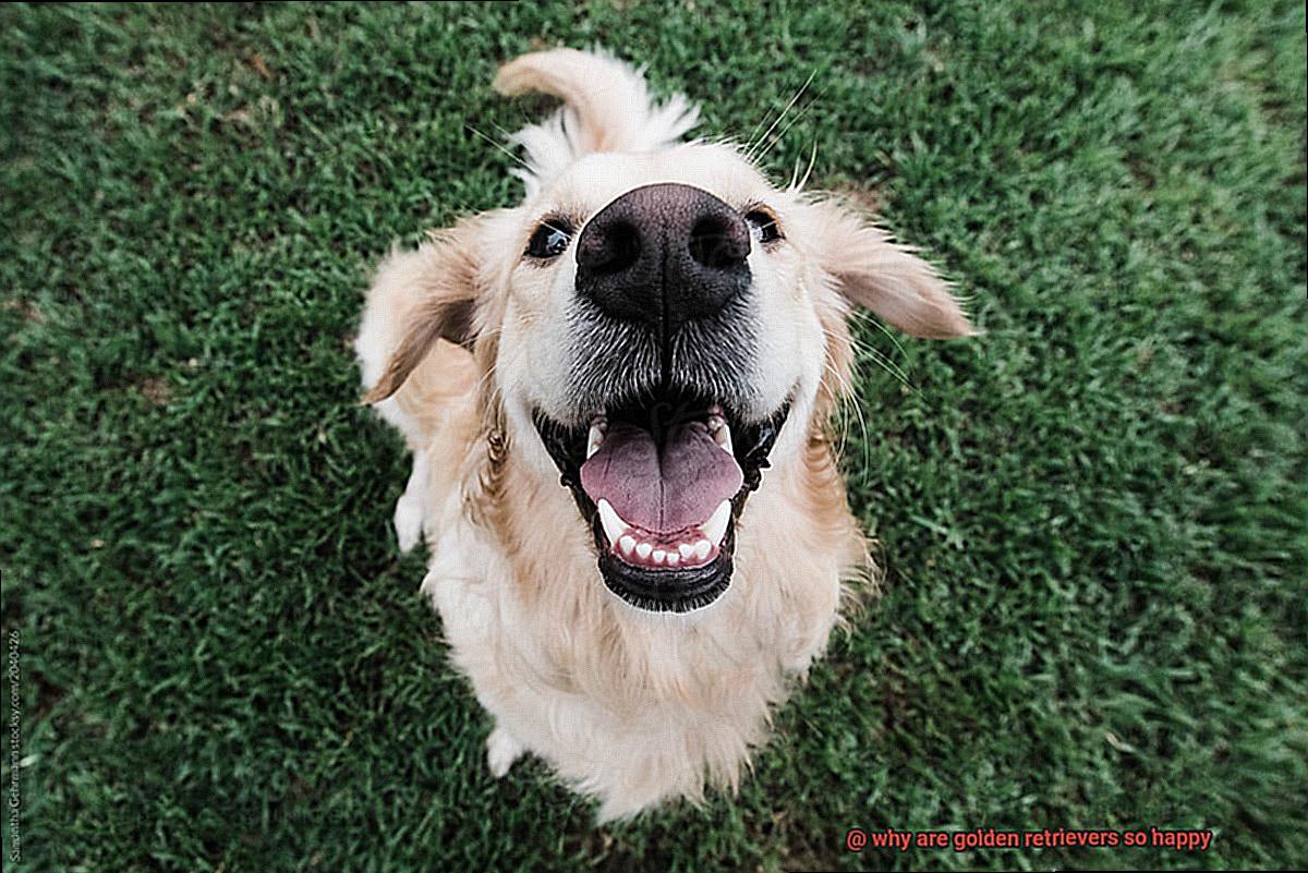 why are golden retrievers so happy-6
