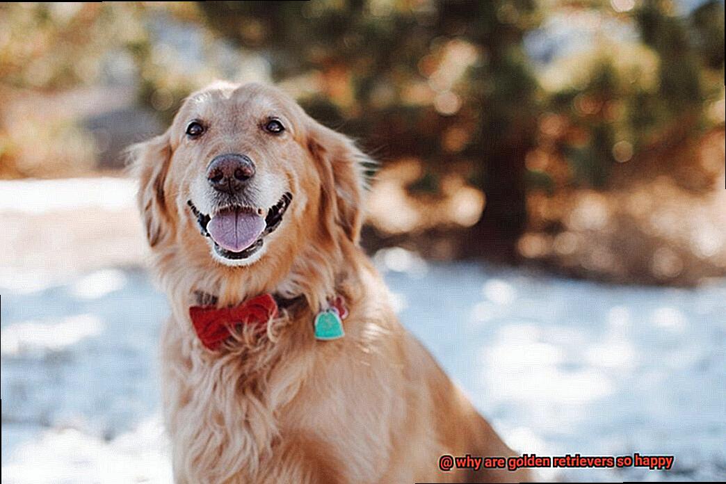 why are golden retrievers so happy-5