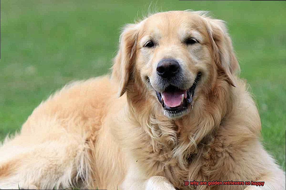why are golden retrievers so happy-2