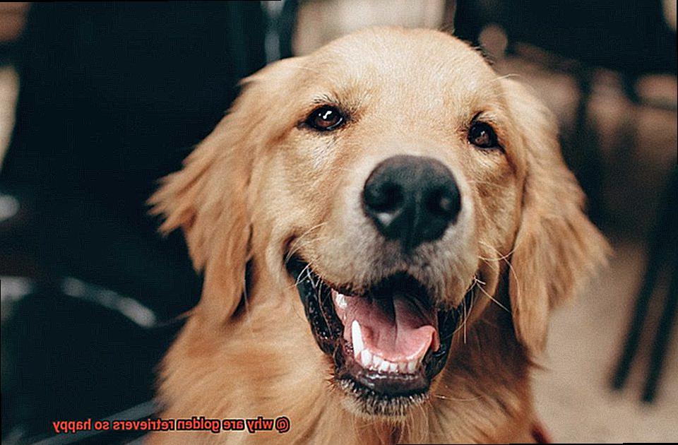 why are golden retrievers so happy-3