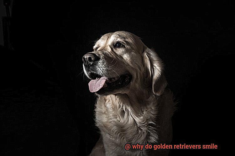 why do golden retrievers smile-5